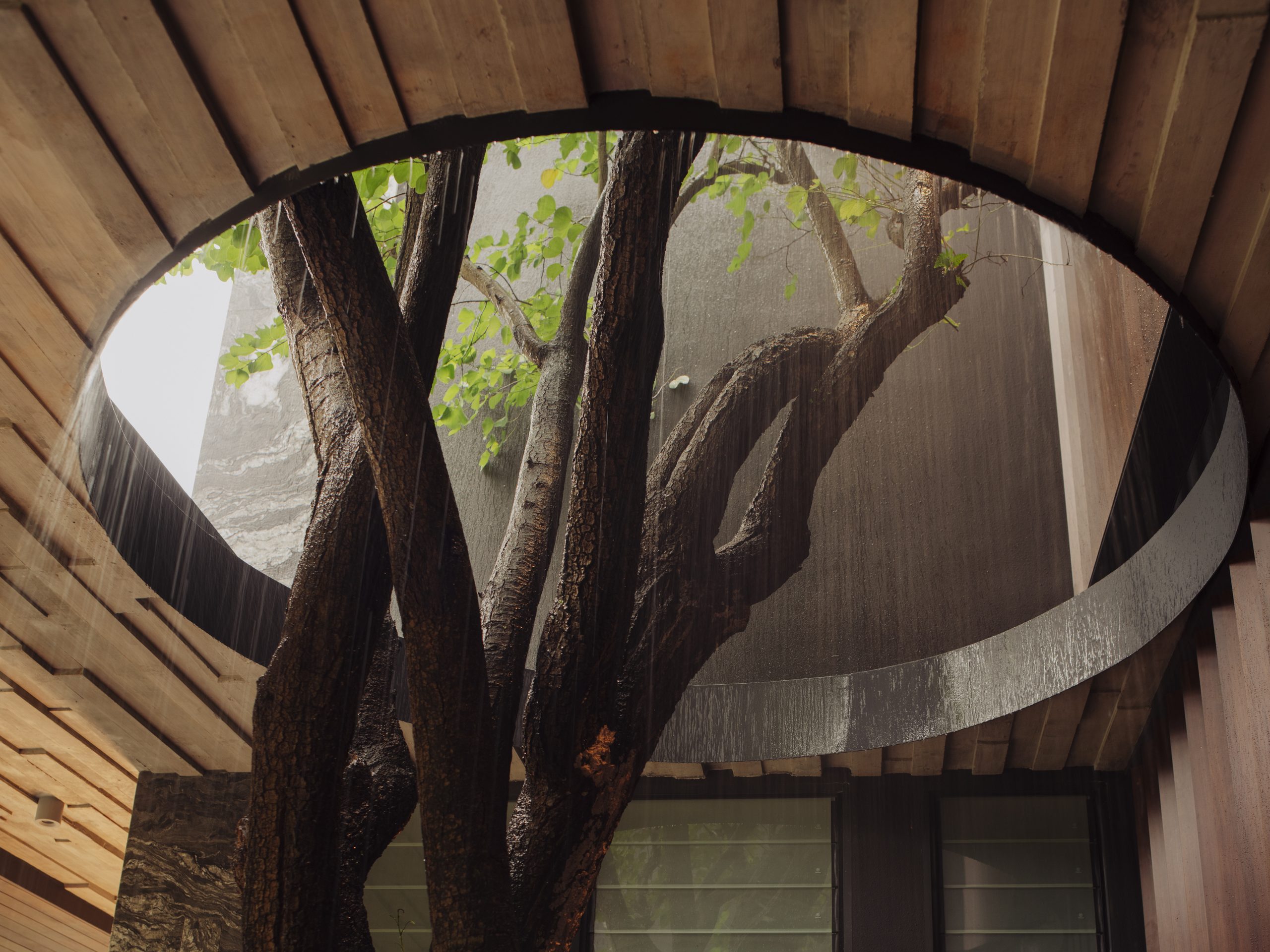 An existing tree rising through an oval opening cut in the timber-battened soffit